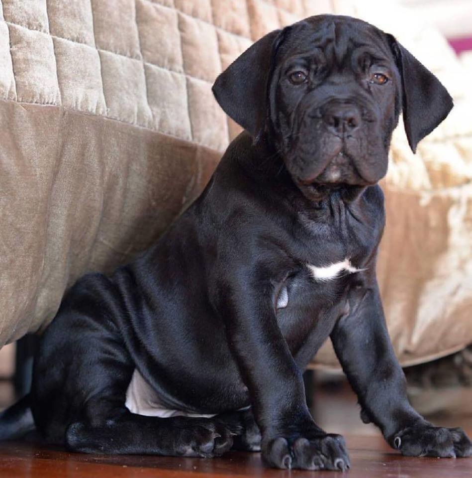 Cane Corso World Kennels | Cane Corso Breeder | Phoenix, Arizona