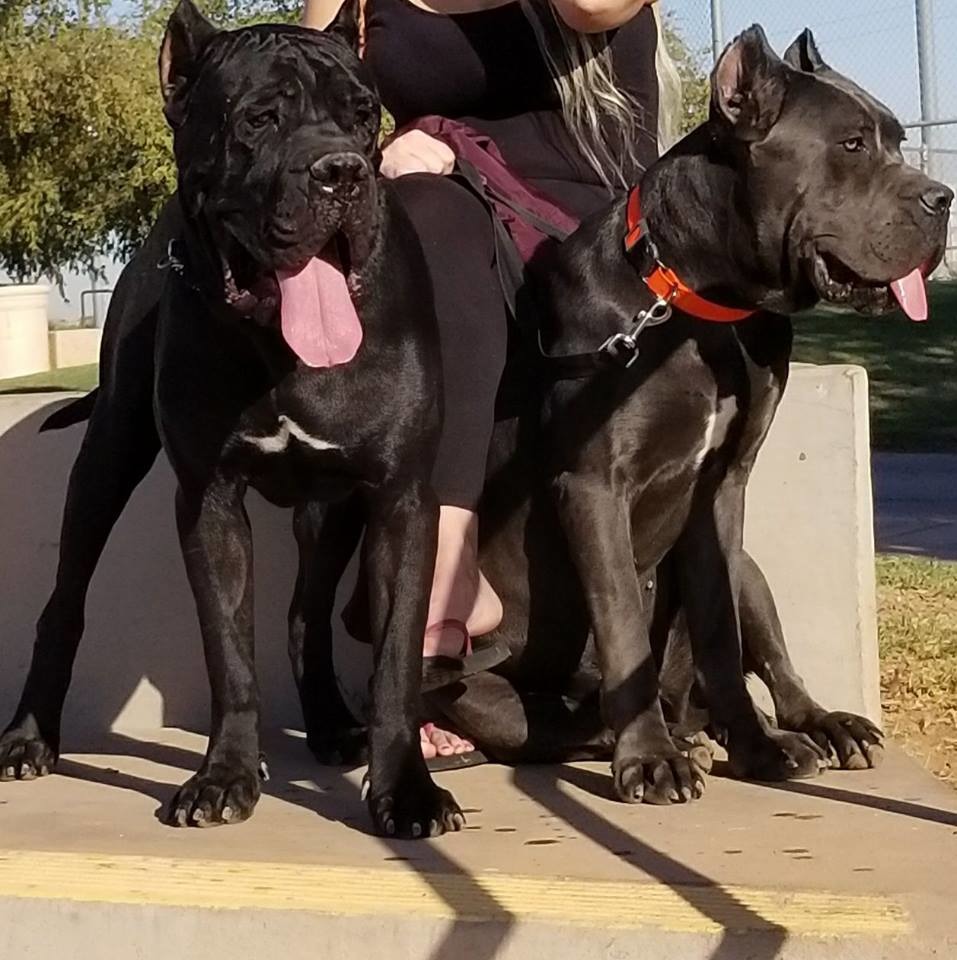 Cane corso kennel club Clearance