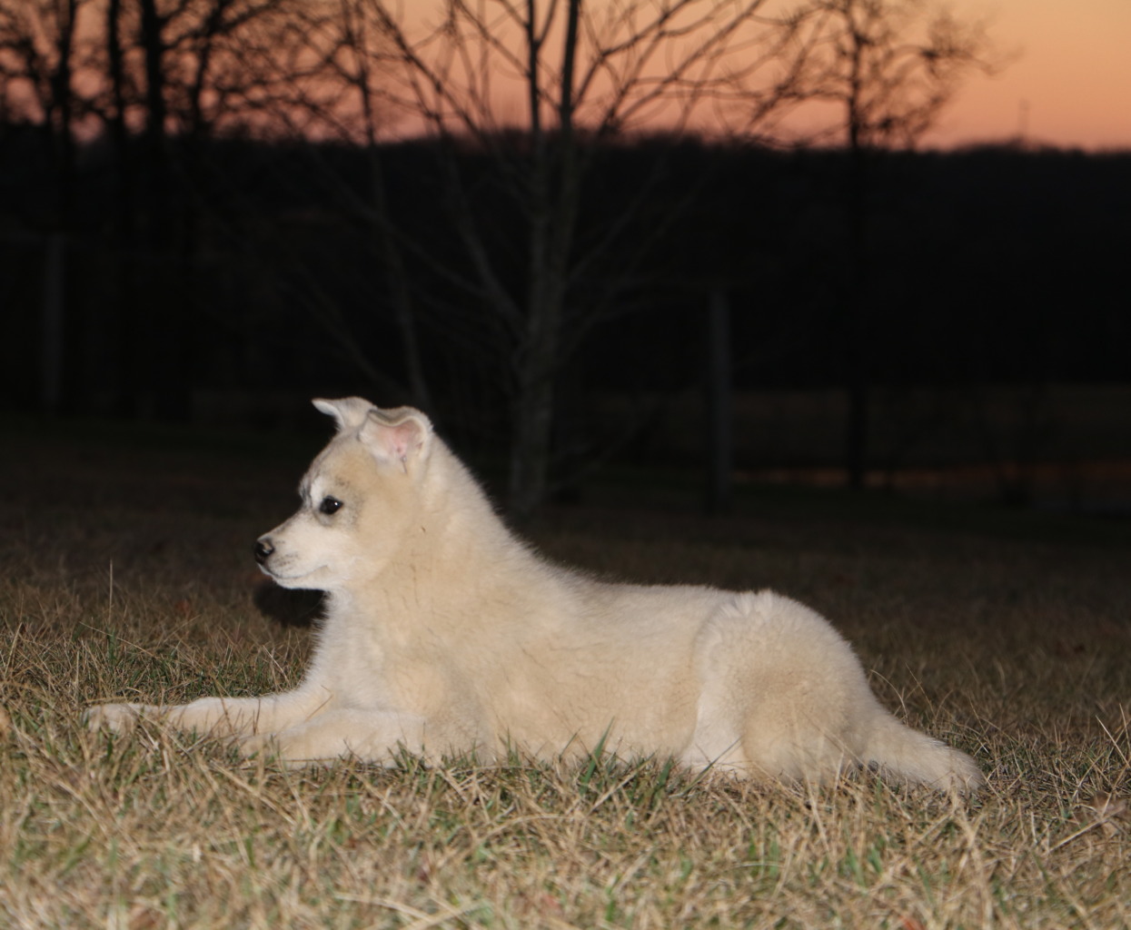Puppies R Us | Siberian Husky Breeder | Salem, Missouri