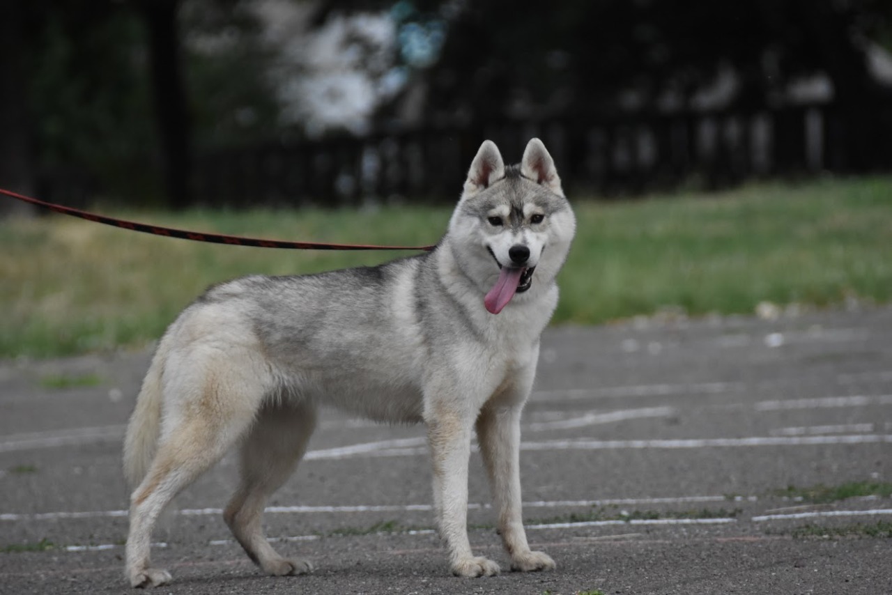 Puppies R Us | Siberian Husky Breeder | Salem, Missouri