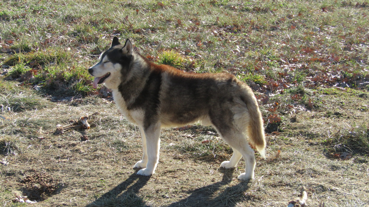 Puppies R Us | Siberian Husky Breeder | Salem, Missouri