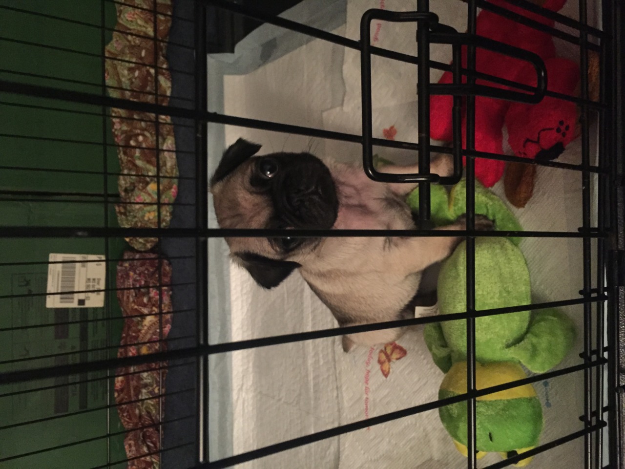 Pug Pug Breeder Kansas City, Missouri