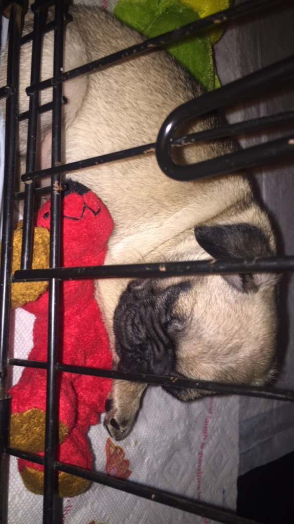 Pug Pug Breeder Kansas City, Missouri