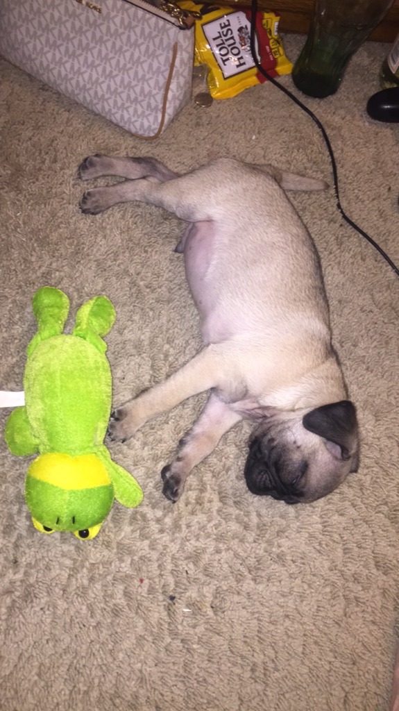 Pug Pug Breeder Kansas City, Missouri