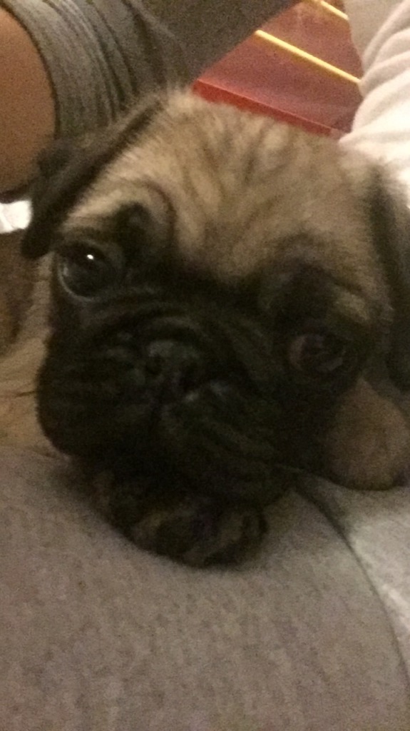 Pug Pug Breeder Kansas City, Missouri