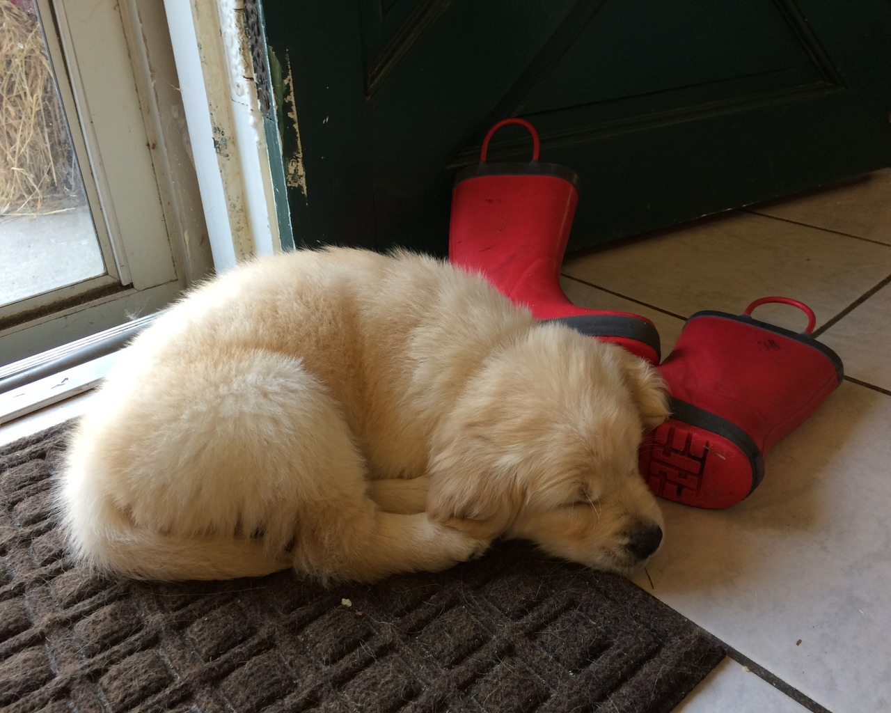 Golden Retriever Puppies for Sale Near Me Today Golden Retriever Puppies for Sale Near Me Today