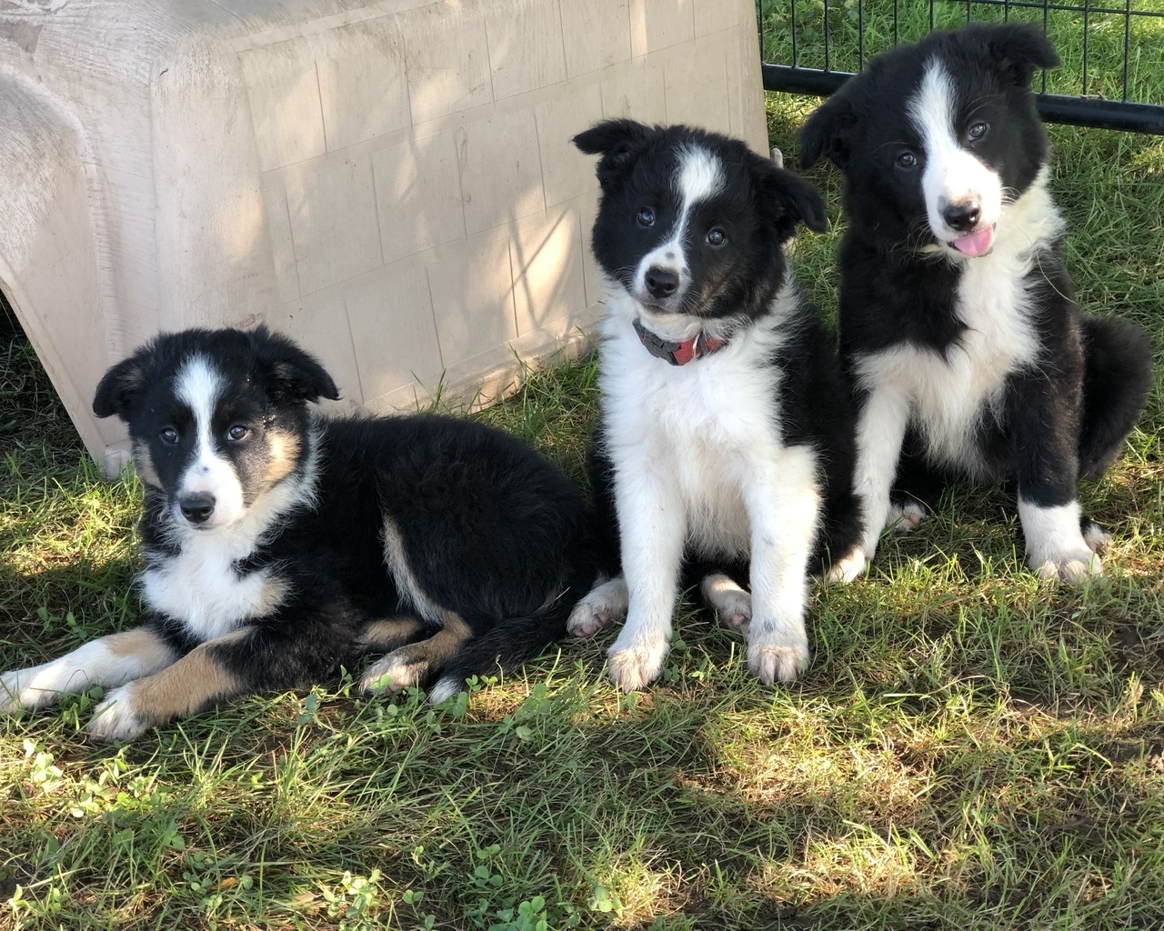 jackson family farm border collies