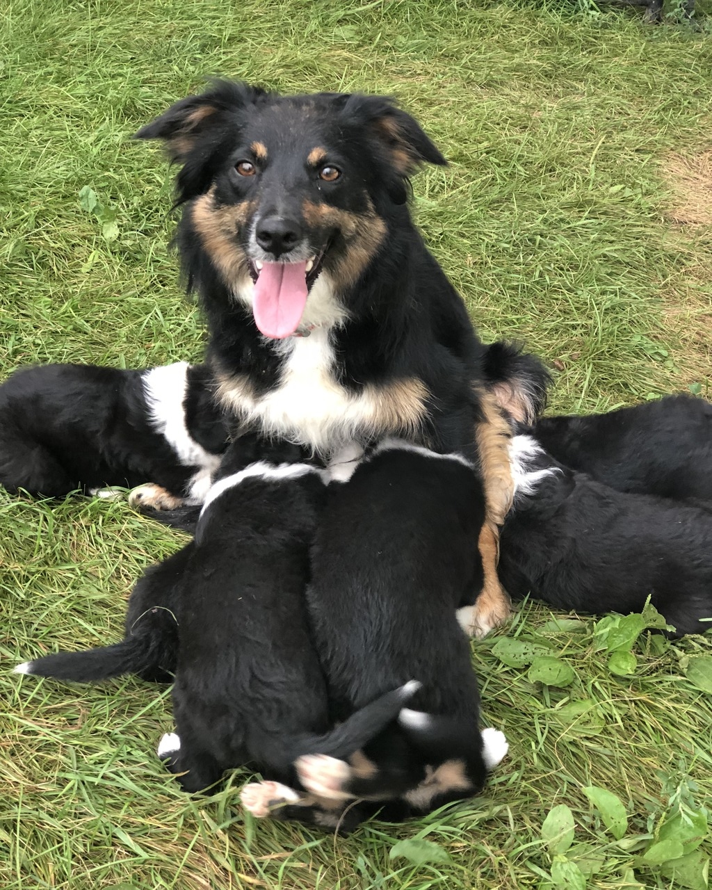 jackson family farm border collies