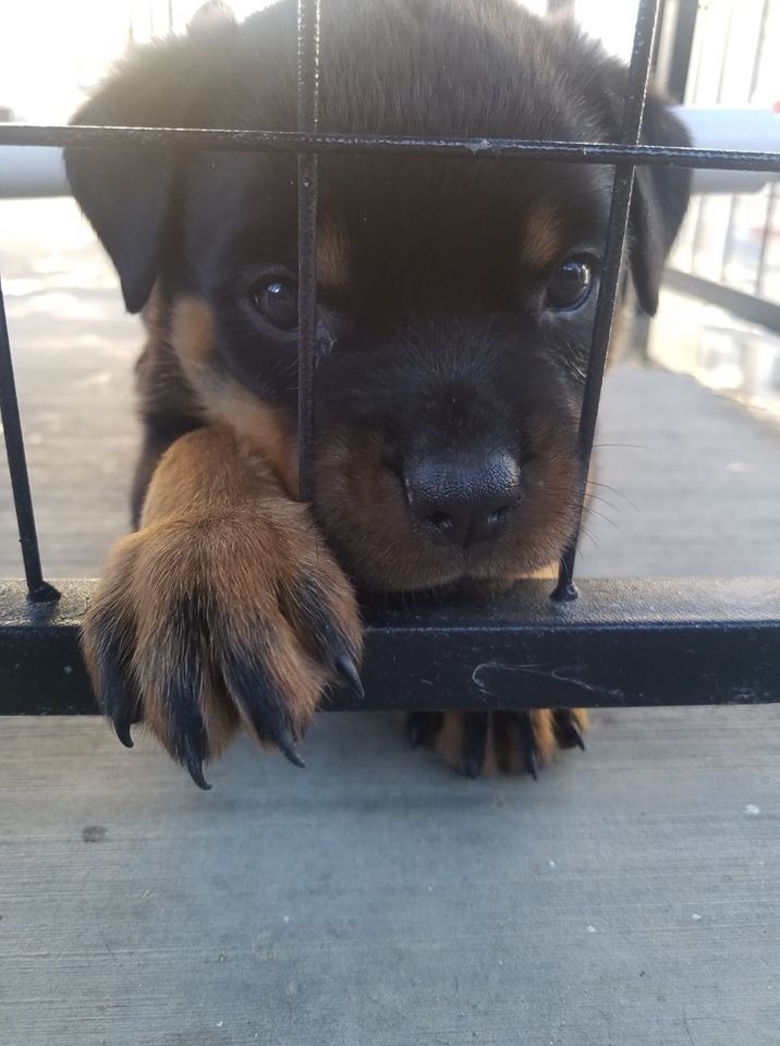 Fairbairn Rotts Rottweiler Breeder Nipomo, California