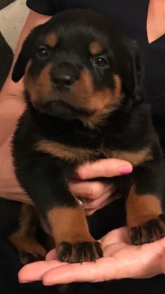 Fairbairn Rotts Rottweiler Breeder Nipomo, California