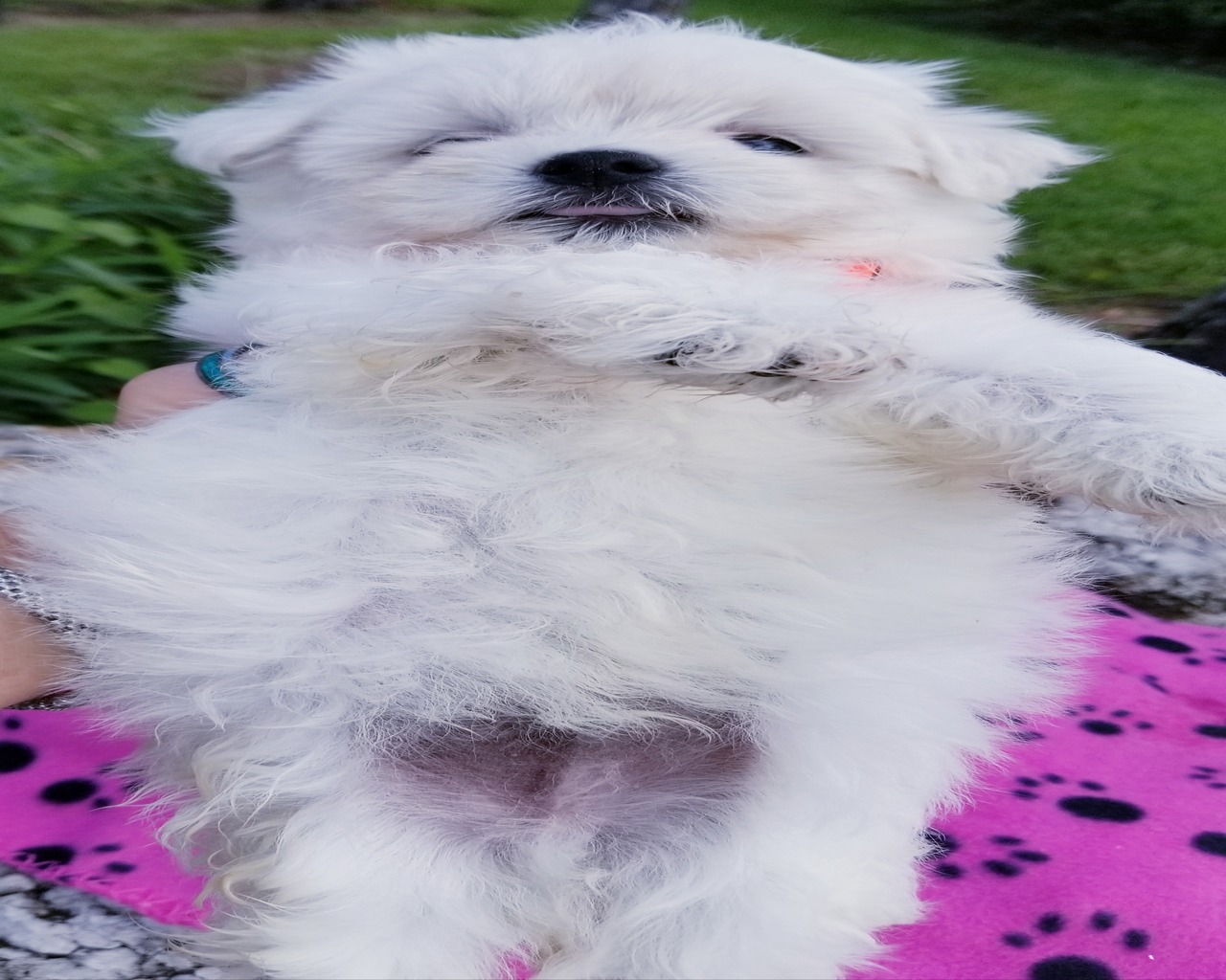 Tiki Taylor"s Puppies Maltese Breeder Largo, Florida