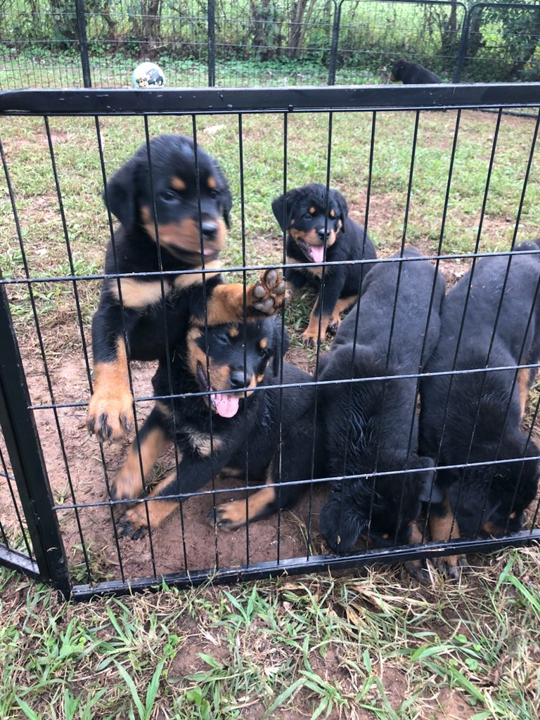 Keith Rottweilers | Rottweiler Breeder | Decatur, Georgia