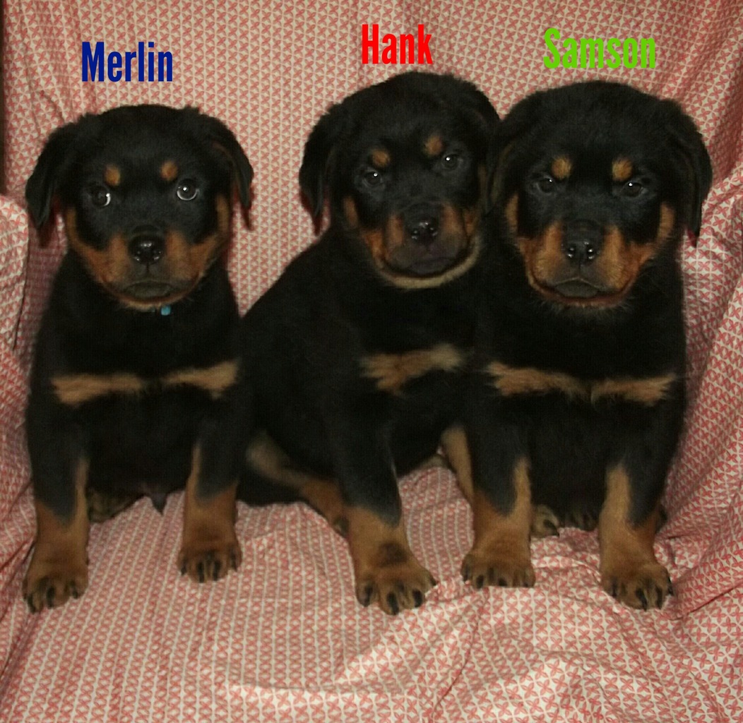 Eatop Farm | Rottweiler Breeder | Moravia, New York
