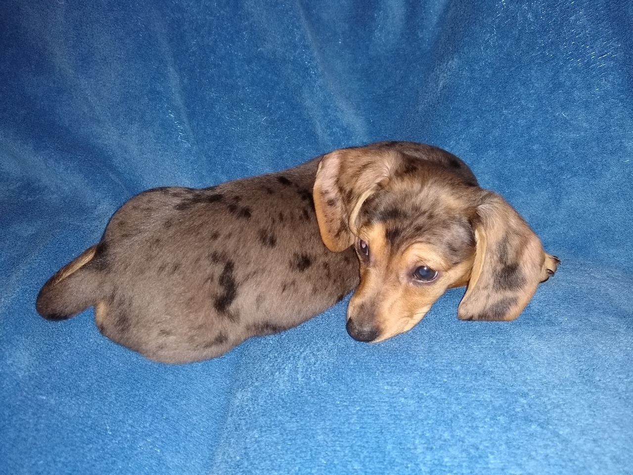 Two Sisters' Dachshunds Dachshund Breeder Hastings