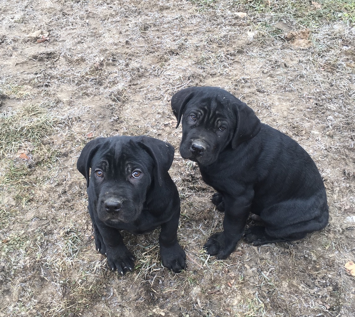 Atlantean Cane Corso | Cane Corso Breeder | Columbus, Ohio