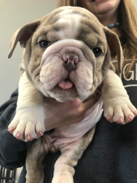 Wrinkle Shack Bulldogs | Bulldog Breeder | murrayville, Georgia