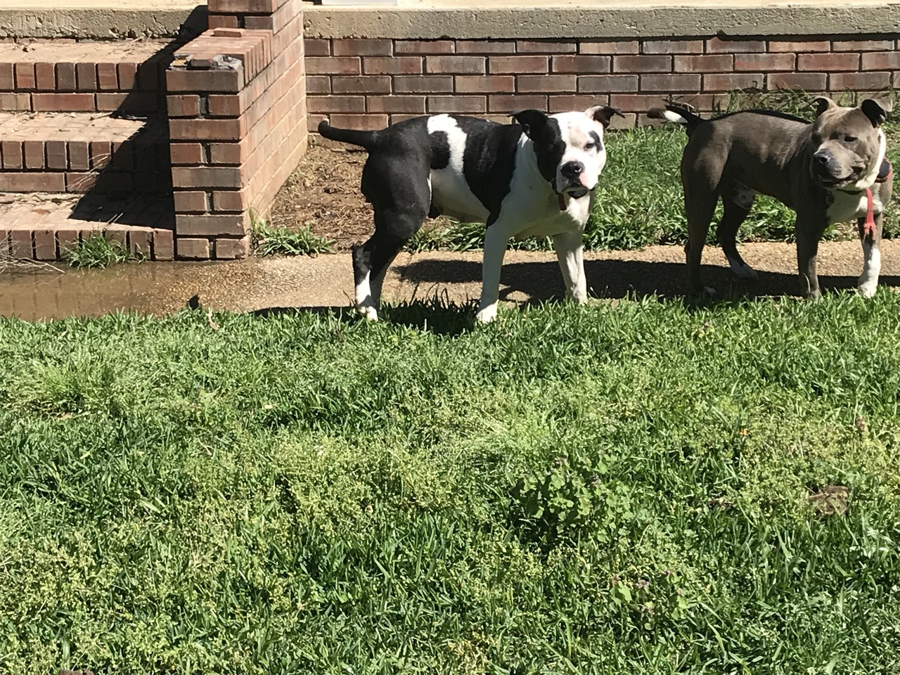 Hit'n Hard Kennels Pit Bull Breeder Byram, Mississippi