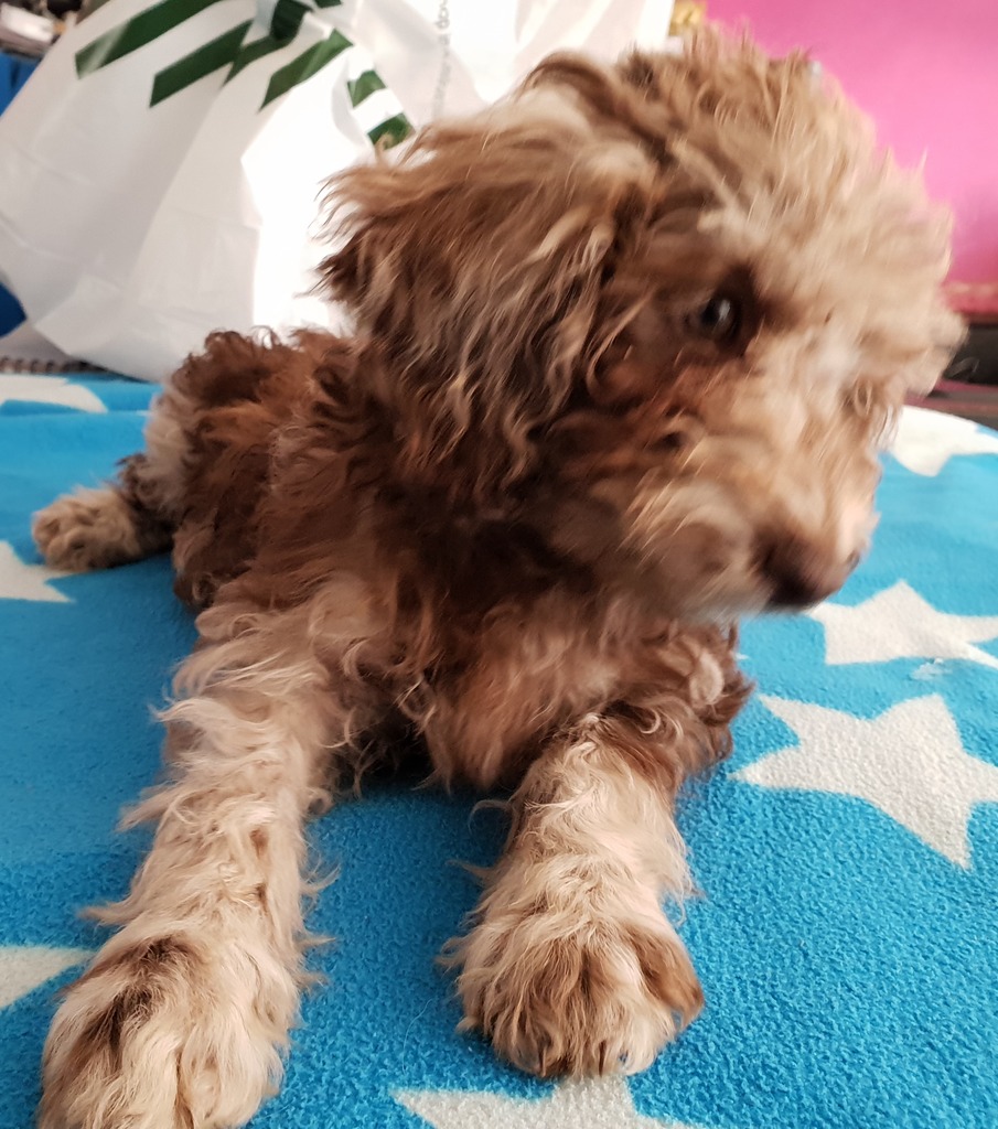 Merle Cockapoos | Cockapoo Breeder | Hatfield, United Kingdom