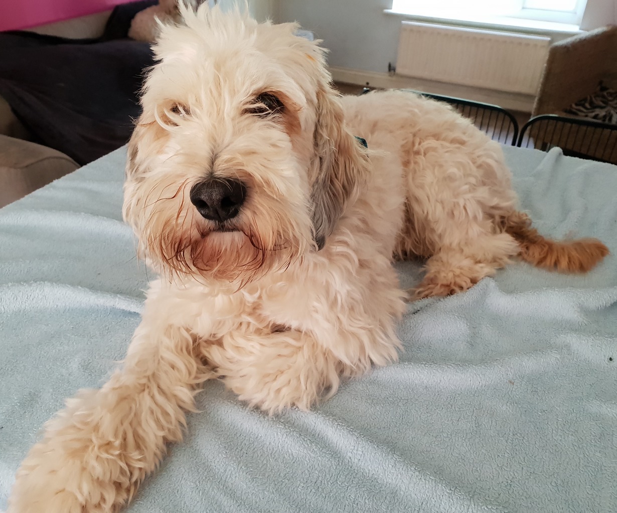 Merle Cockapoos | Cockapoo Breeder | Hatfield, United Kingdom