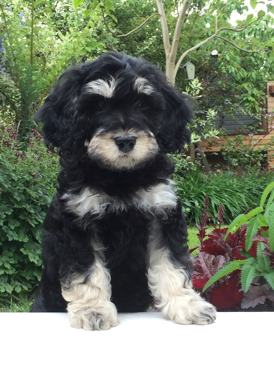 Merle Cockapoos | Cockapoo Breeder | Hatfield, United Kingdom