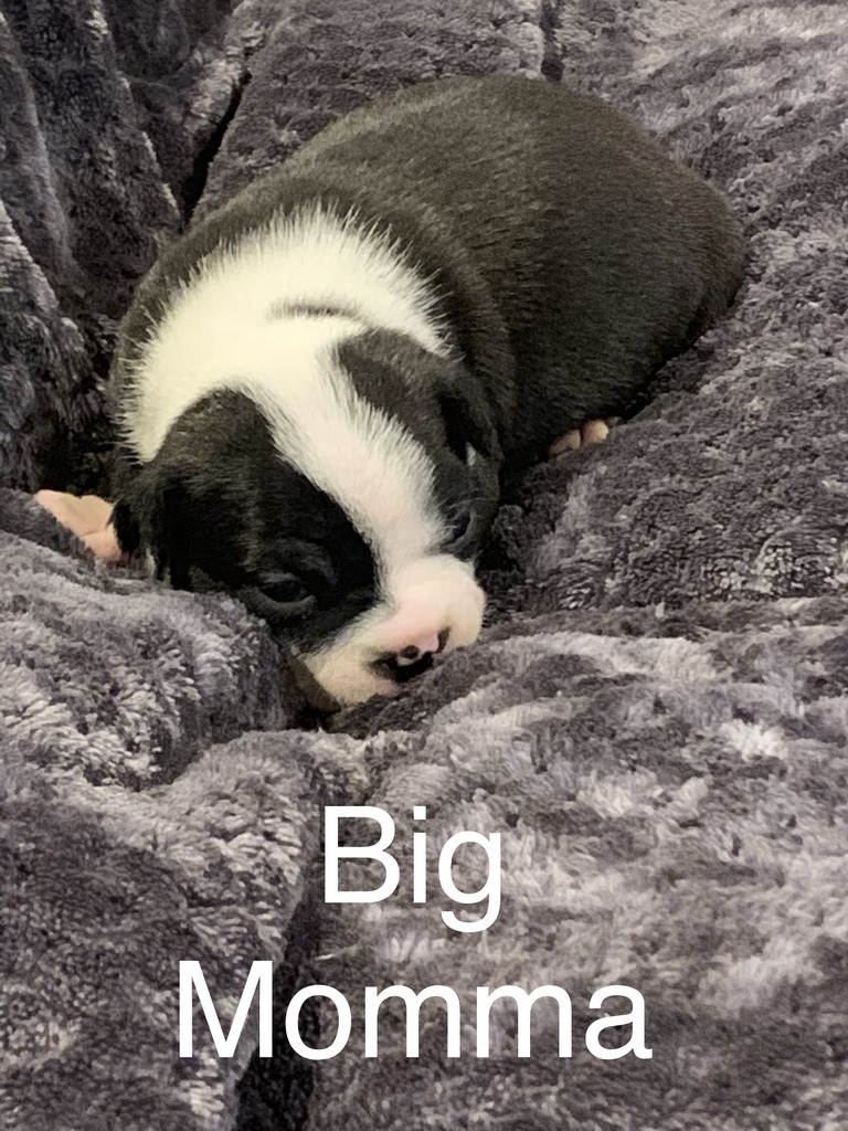 Blue Boy's Bostons | Boston Terrier Breeder | Carbon Hill, Alabama