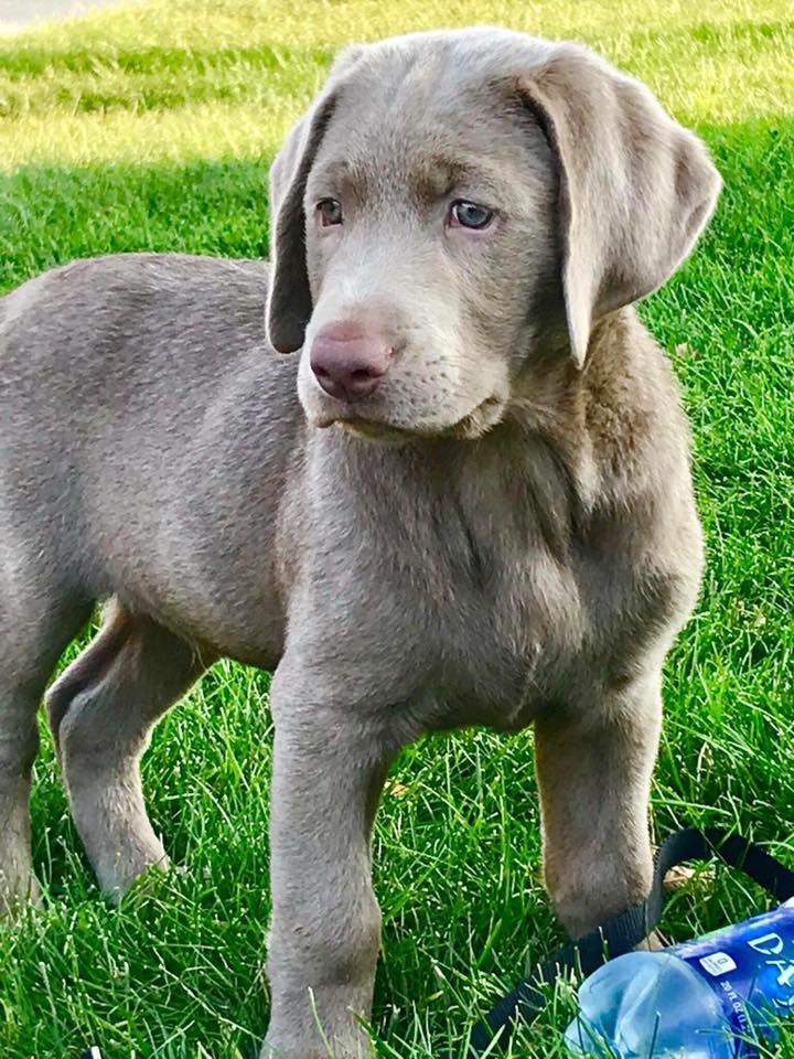 Country Silver Labs | Labrador Retriever Breeder | Manchester, Iowa