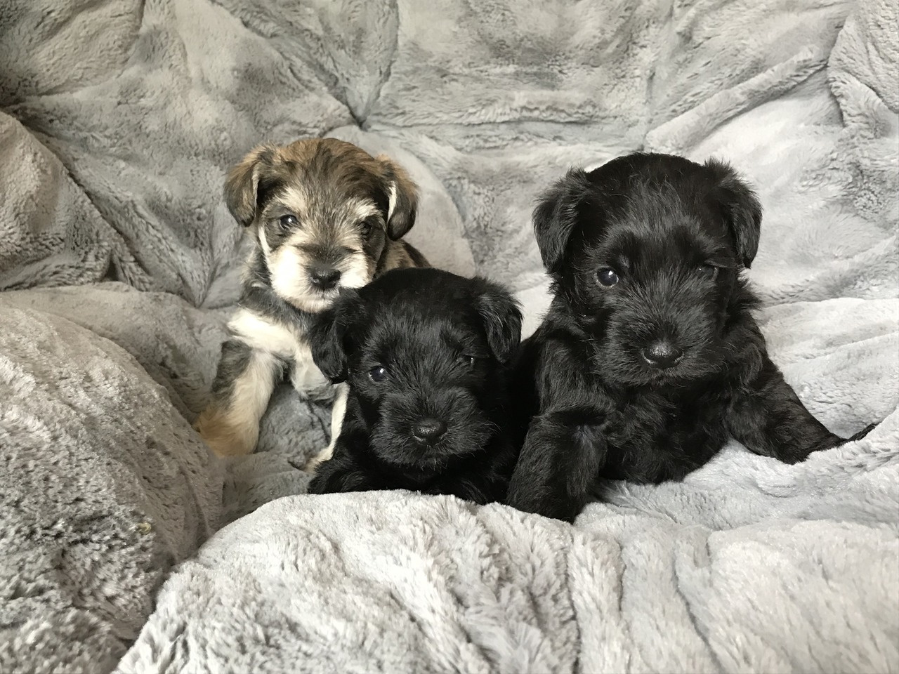 Sputnik Schnauzers Miniature Schnauzer Breeder Laguna