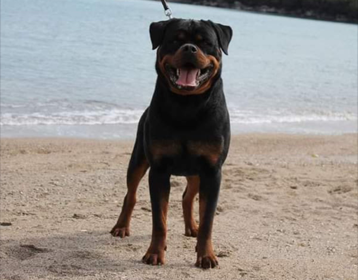 Ms Rottweiller Mississippi Rottweilers | Rottweiler Breeder | Slidell, Louisiana