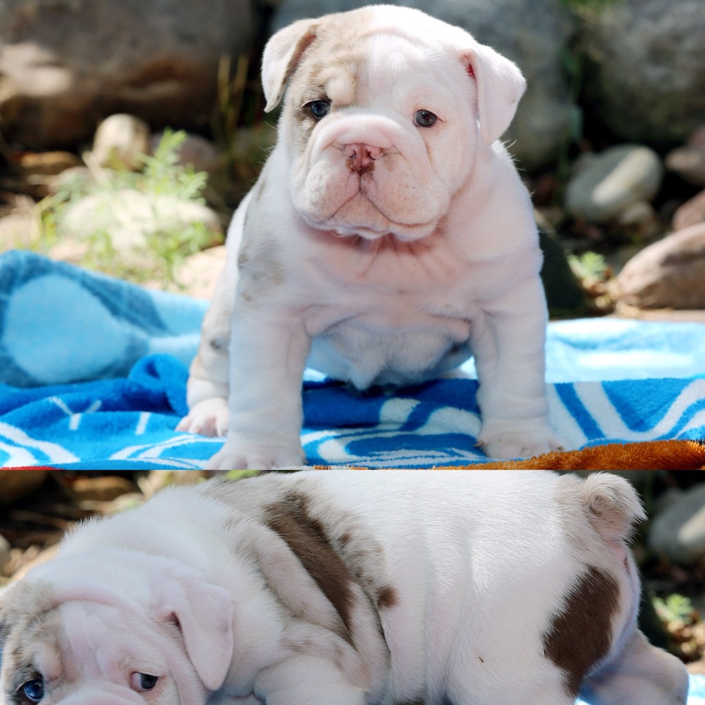 77+ Colorado Bulldog Breed Photo - Bleumoonproductions