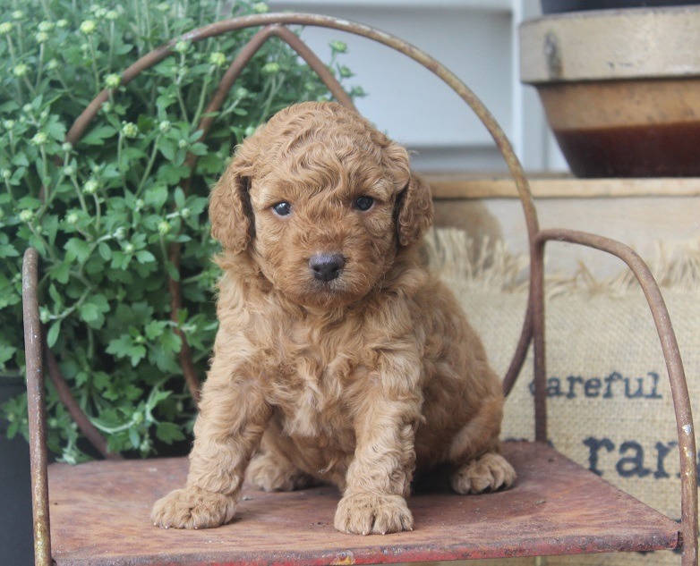 Beautiful Pups | Cockapoo Breeder | Elnora, Indiana