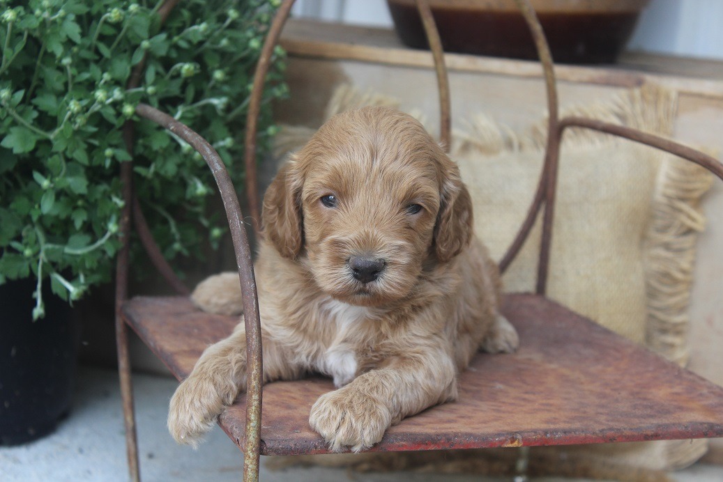Beautiful Pups | Cockapoo Breeder | Elnora, Indiana