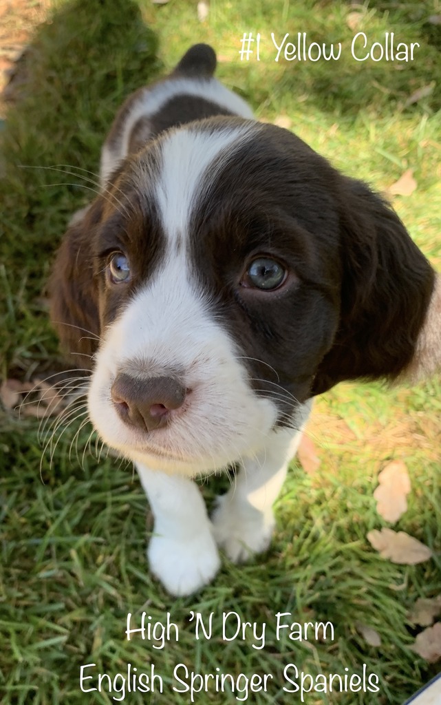 paradise springer spaniels