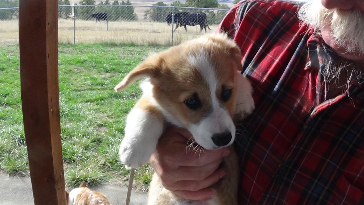 Cottonwood Corgis Pembroke Welsh Corgi Breeder ROUNDUP Montana cottonwood-corgis-pembroke-welsh-corgi-breeder-roundup-montana