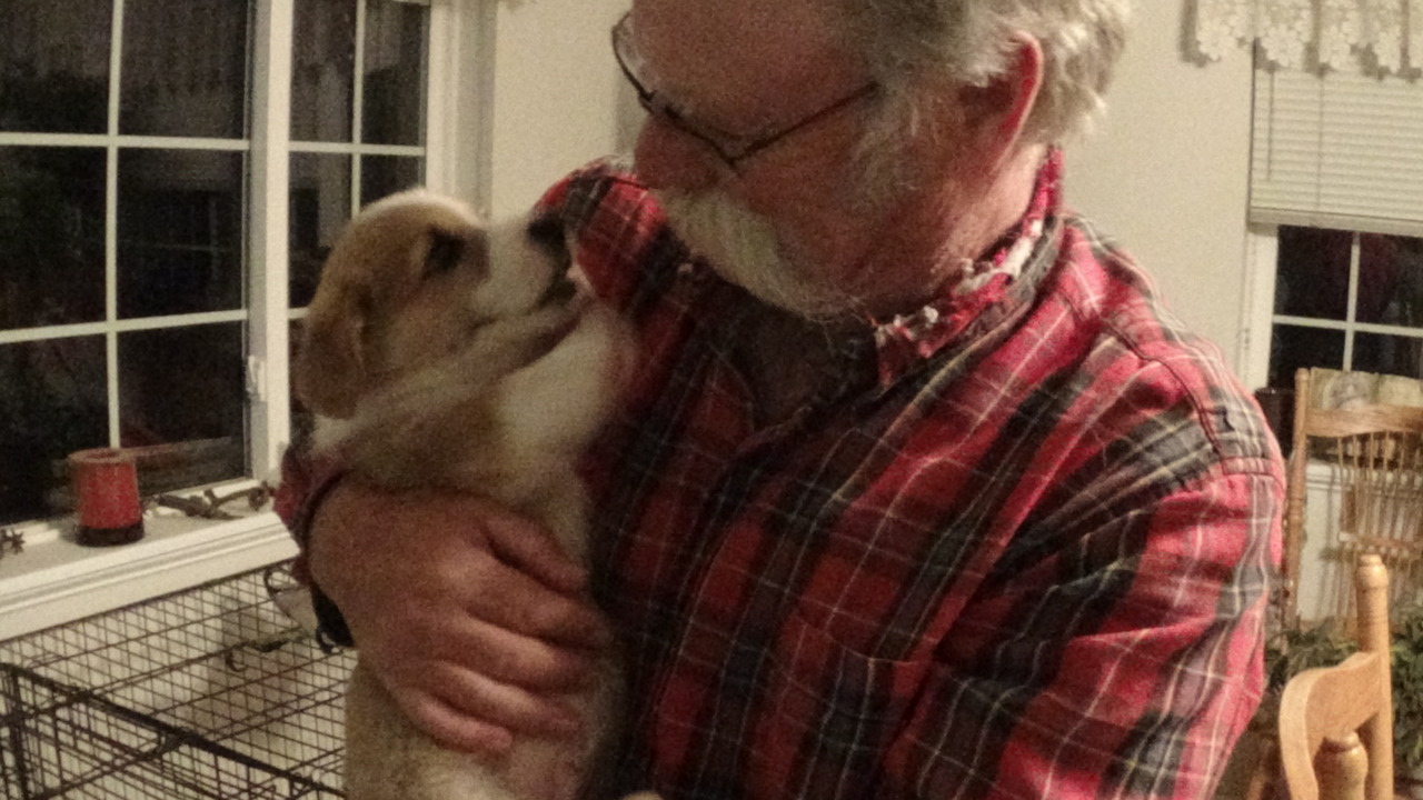 Cottonwood Corgis Pembroke Welsh Corgi Breeder ROUNDUP Montana cottonwood-corgis-pembroke-welsh-corgi-breeder-roundup-montana