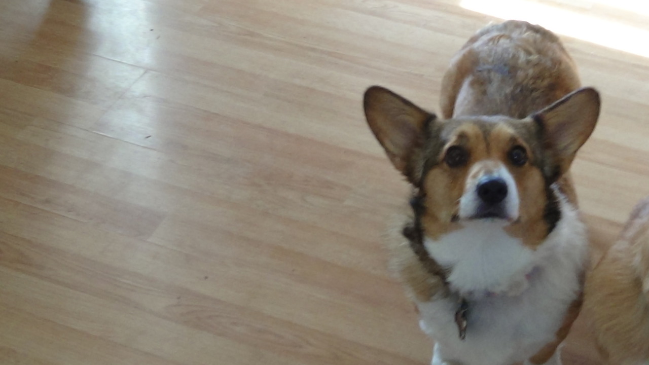Cottonwood Corgis Pembroke Welsh Corgi Breeder ROUNDUP Montana cottonwood-corgis-pembroke-welsh-corgi-breeder-roundup-montana