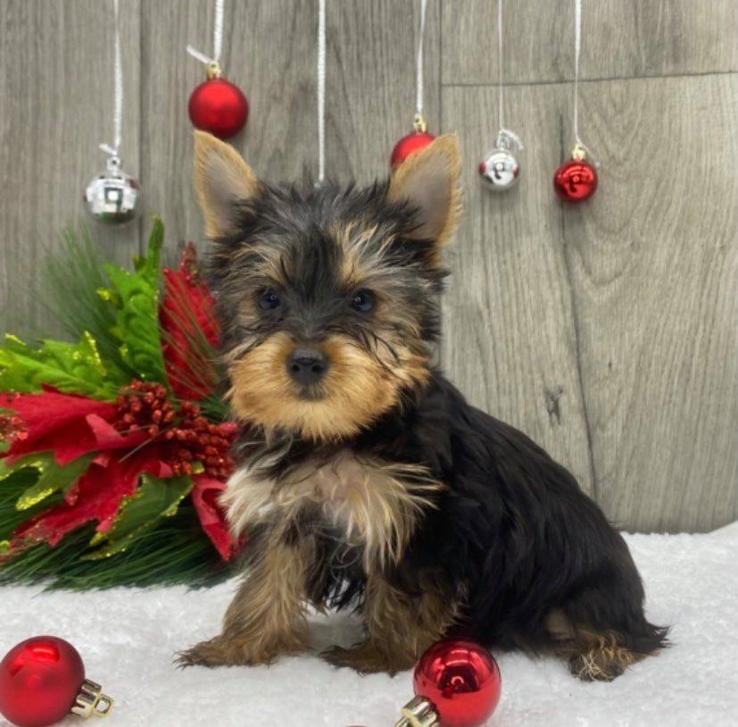 Home Yorkshire Terrier Breeder New Haven, Connecticut