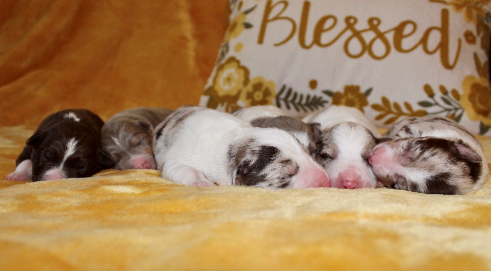 Double V Ranch | Border Collie Breeder | CHANDLER, Oklahoma