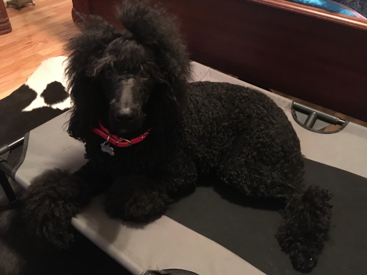 Alabama Royal Standard Poodles Poodle Breeder Arab, Alabama