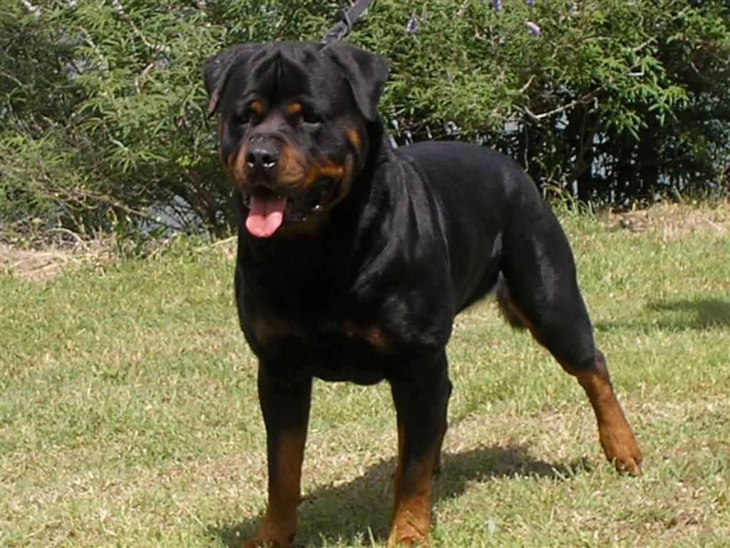 Lone Creek Rottweilers | Rottweiler 