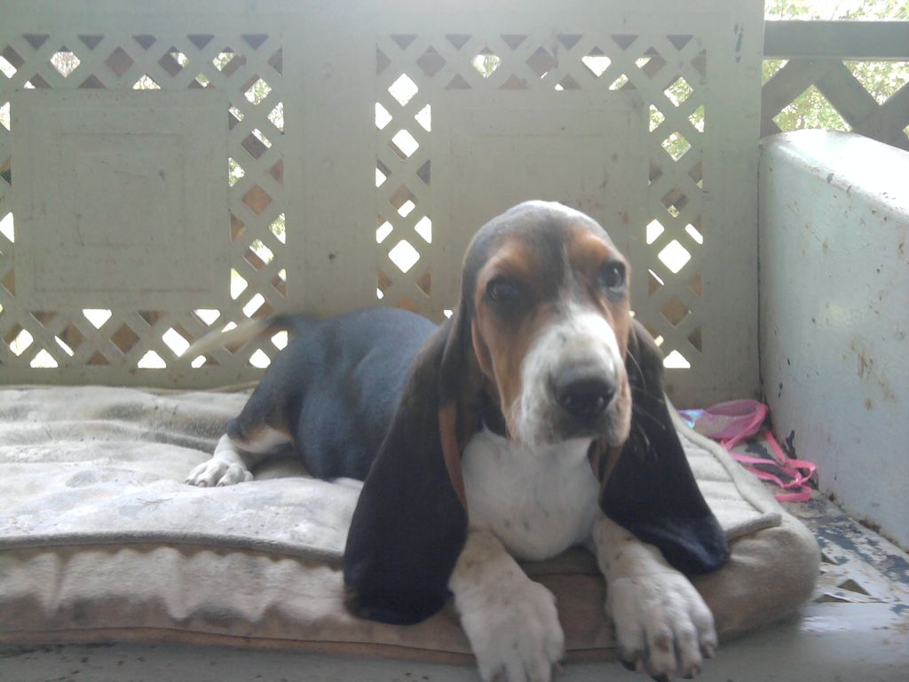 McGlohon Family Hounds | Basset Hound Breeder | Rockwell ...