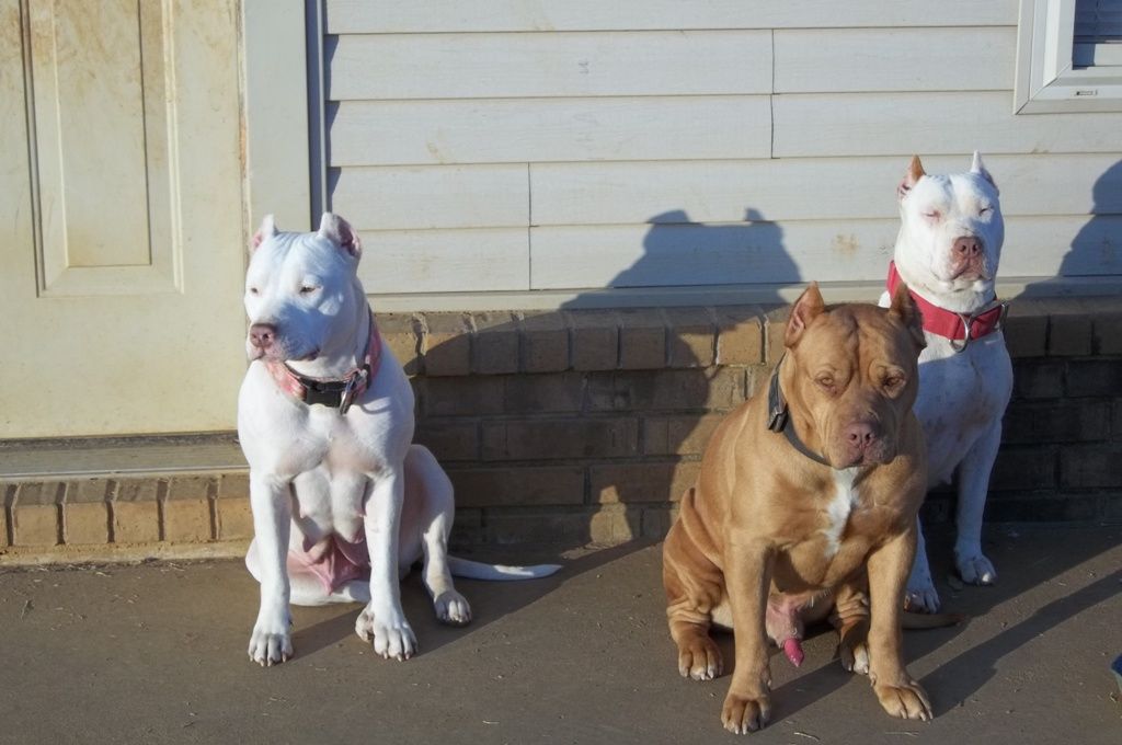 registered pitbull breeders