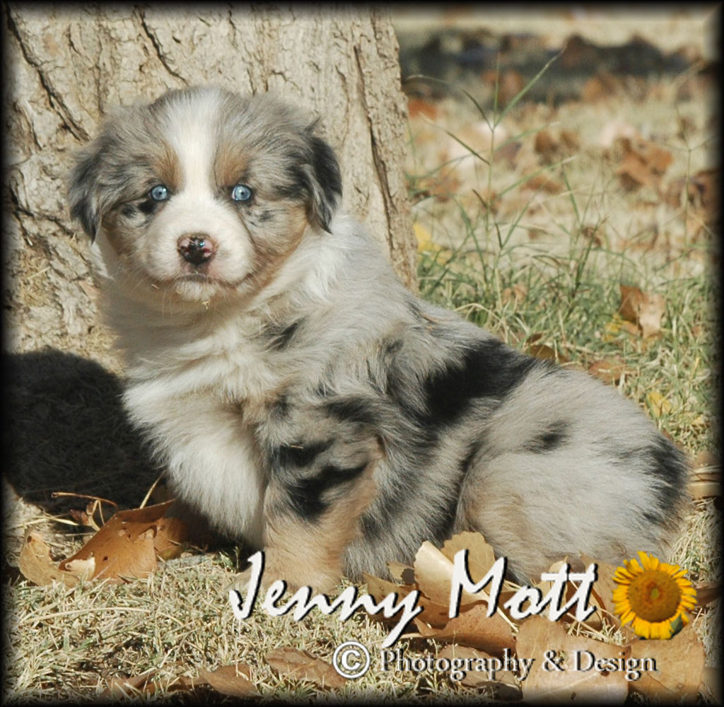 Shepperd Dogs Ranch Mott Ranch | Australian Shepherd Breeder | Queen Creek, Arizona