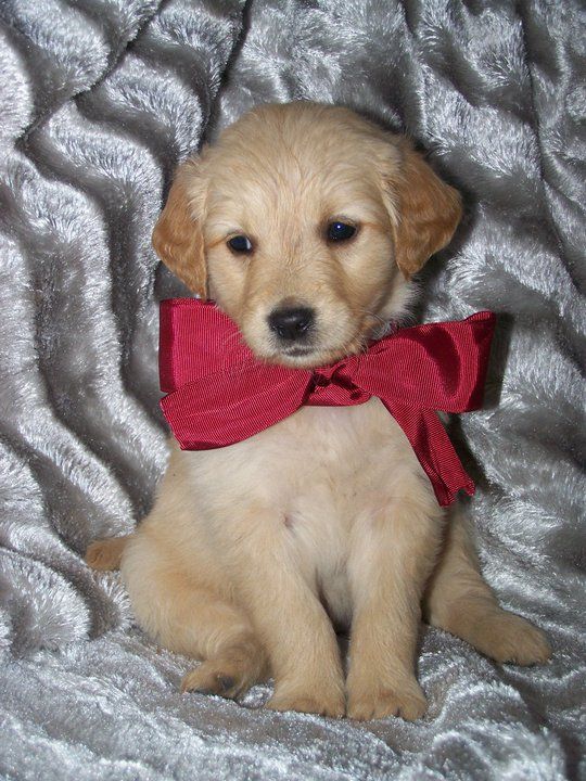 David S Golden Retriever Puppies Golden Retriever Breeder Mountain Grove Missouri