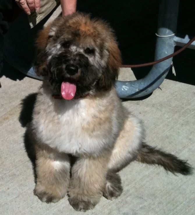 Southern Comfort Doodles Goldendoodle Breeder Greenbrier Arkansas