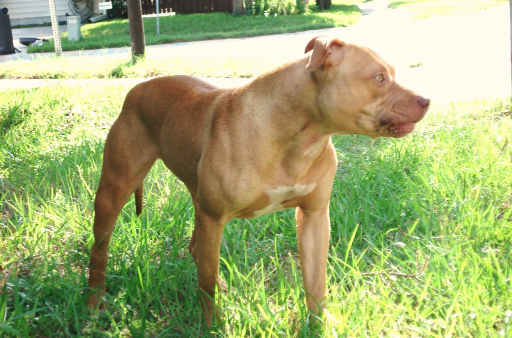 Gamereds American Pit Bull Terrier Breeder Jacksonville