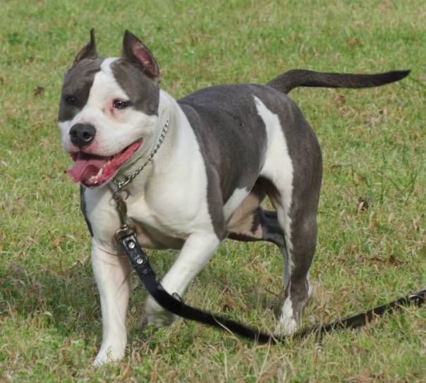 American Staffordshire Terrier Puppies For Sale From Reputable Dog
