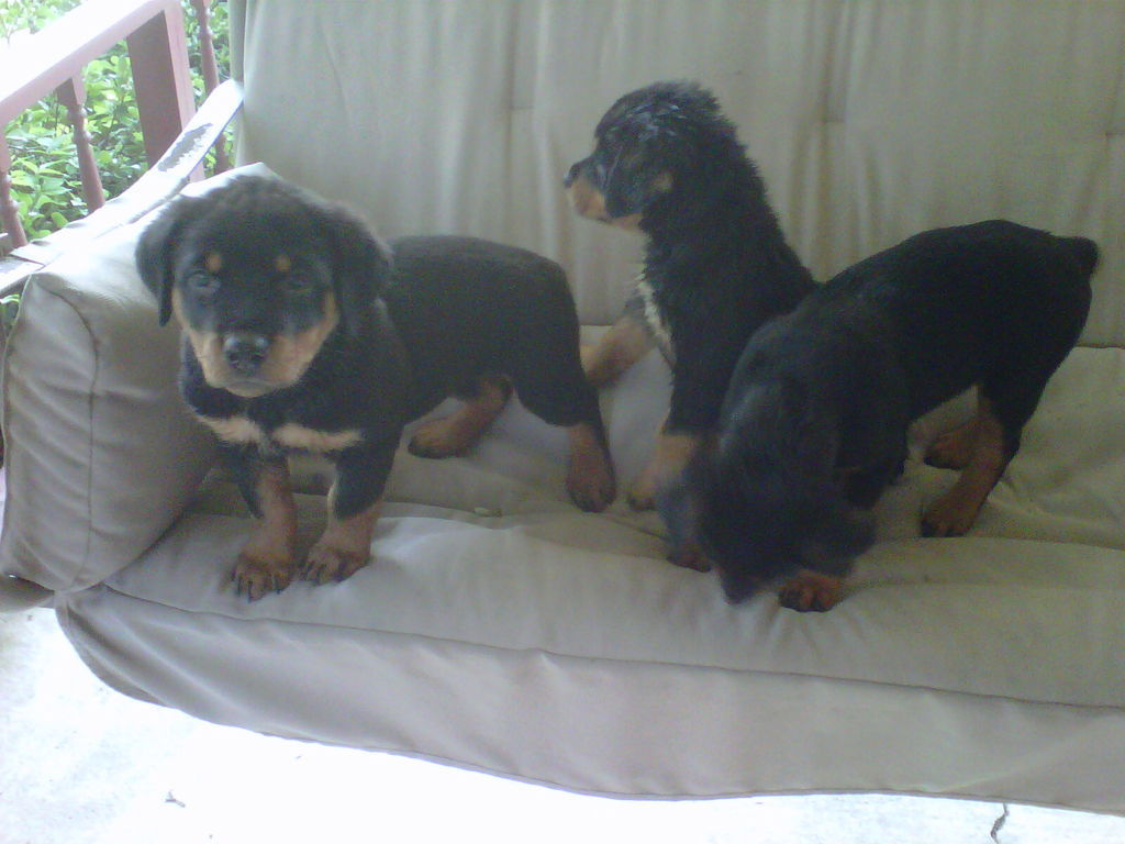 Rotts Rottweiler Breeder , Texas