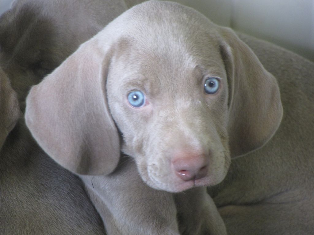 weimaraner breeders near me