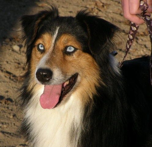 aussies breeder