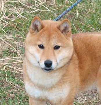 Alaknak Siberians And Shiba Inu Shiba Inu Breeder